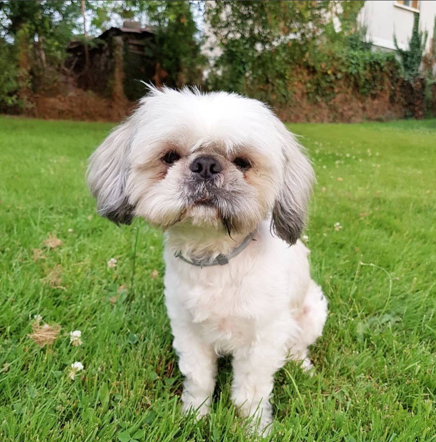 A white shih tzu sitting in the grass
