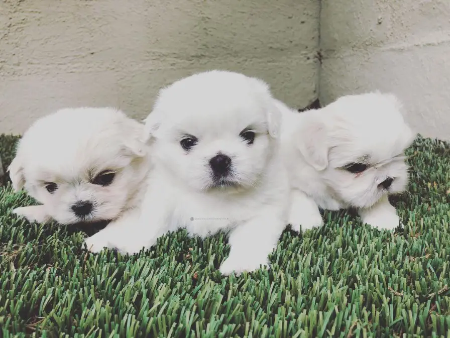 three white shih tzu puppies lying on the grass