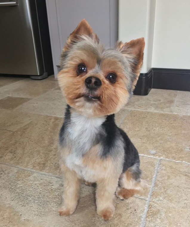 A yorkie with hair colors; brown, black and white, with a clean and short haircut on its face and body