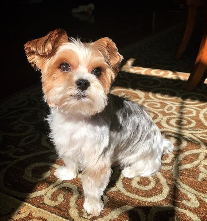 Yorkie with a teddy bear hairstyle