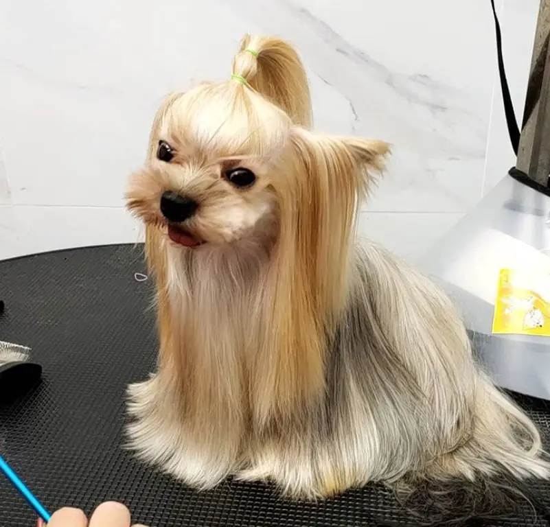 Yorkie with a long straight hair and a pony tail on top of its head