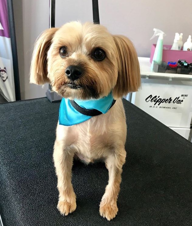 A Yorkie in bob cut and trimmed body hair