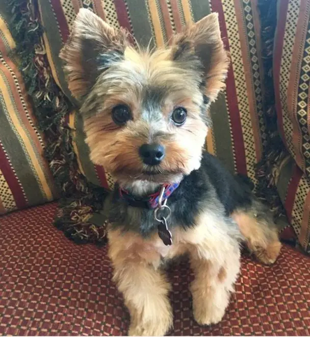 A brown and black yorkie with trimmed but fluffy hair
