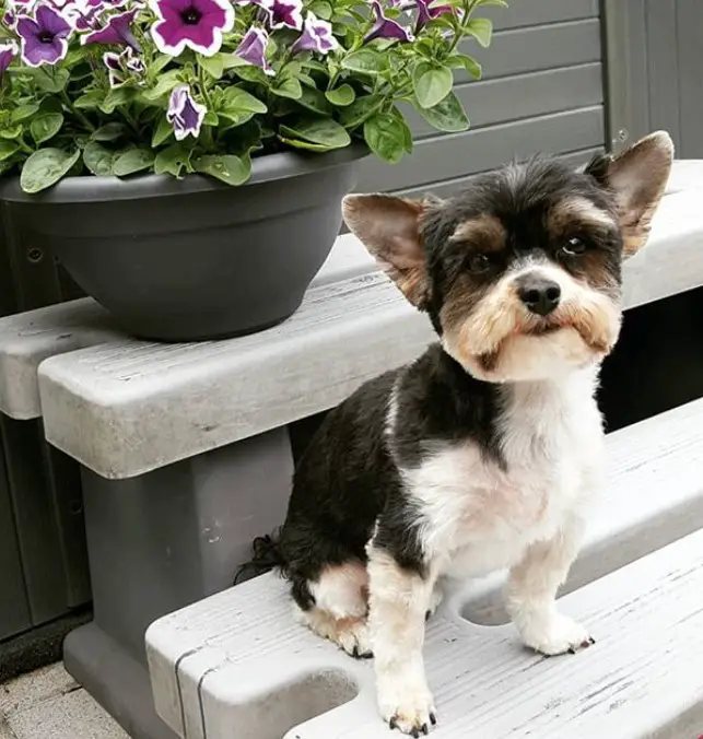 Yorkie with a trimmed hair on its face and body sitting in a bench