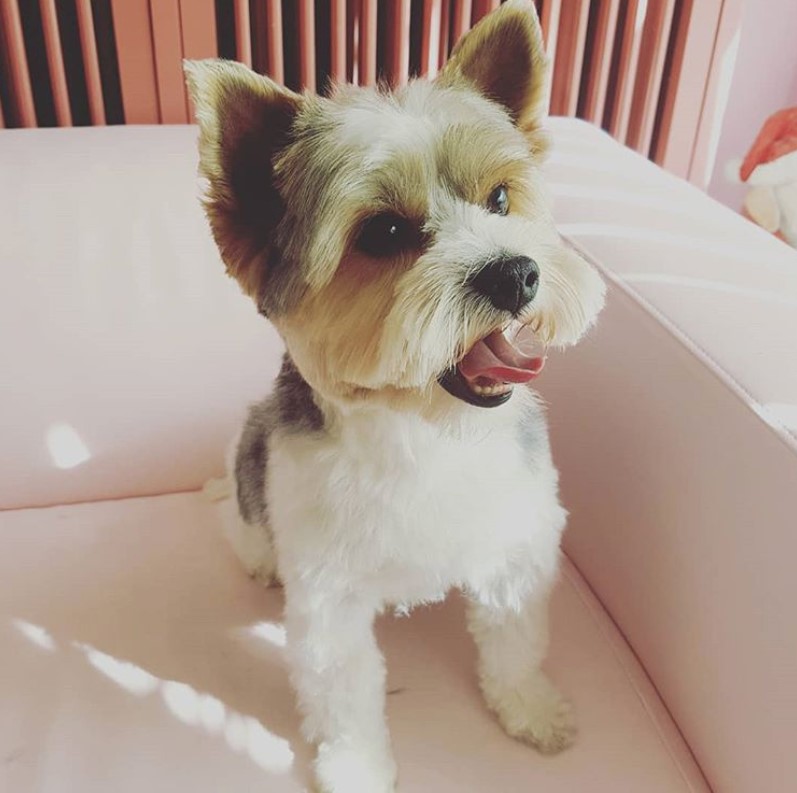 A yorkie sitting on a couch. Its hair is cut short on its body while leaving the hairs on its mustache and eyebrows long and straight.