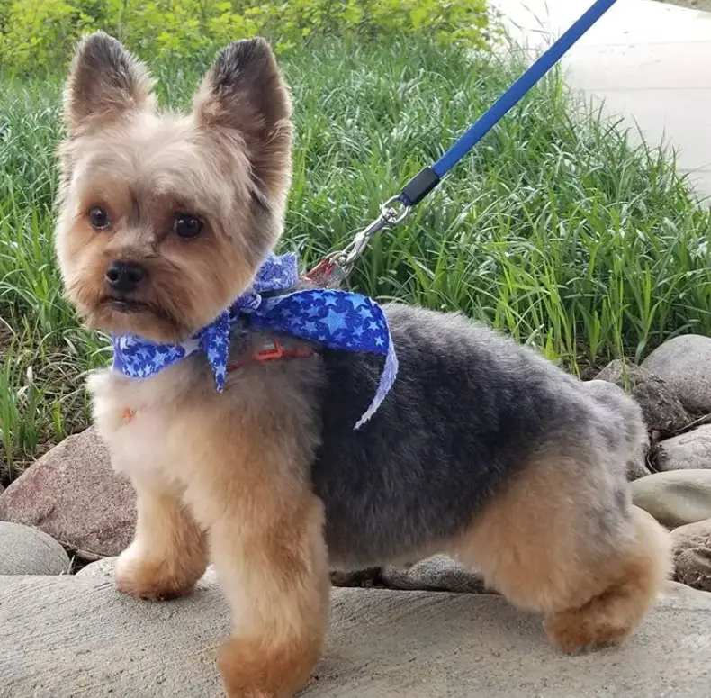Yorkie with trimmed hair taking a walk at the park and wearing its blue scarf