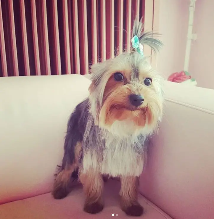 Yorkie with hair on its chest cut in straight and the hair on its face is cut into square shape