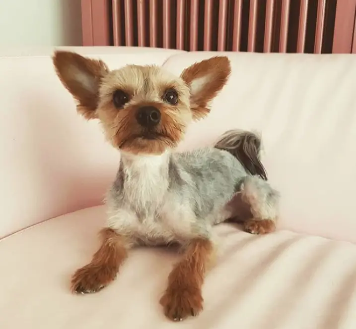 A yorkie haircut that shows off the layers of its color