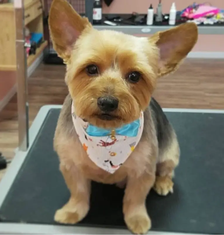 Yorkie with a simply trimmed hair in the dog salon
