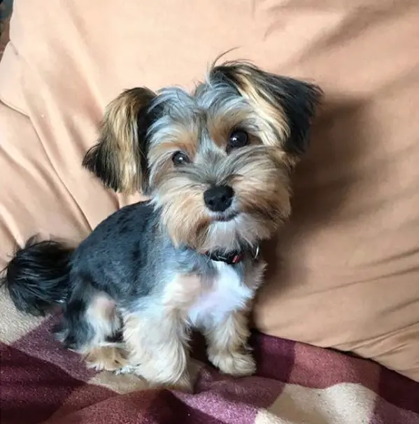 A yorkie sitting in a sofa with a long hair on its ears and face, while the rest of the body is cut short except for the legs and tails