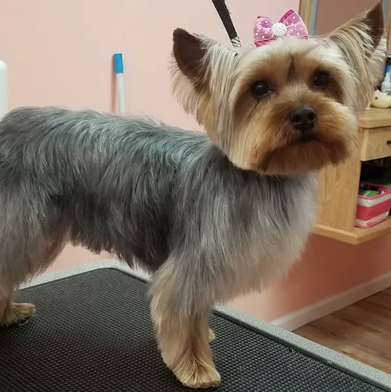 Yorkie haircut with a blunt style cut on its head while the hair of the body is cut in medium length. 