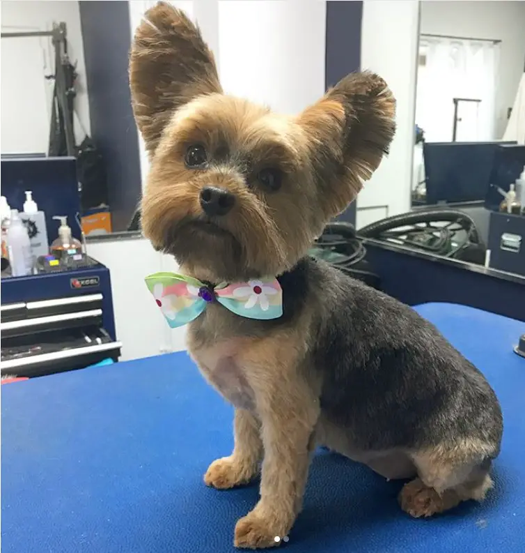yorkie with a short haircut, showing off its big ears and wearing a colorful ribbon tie
