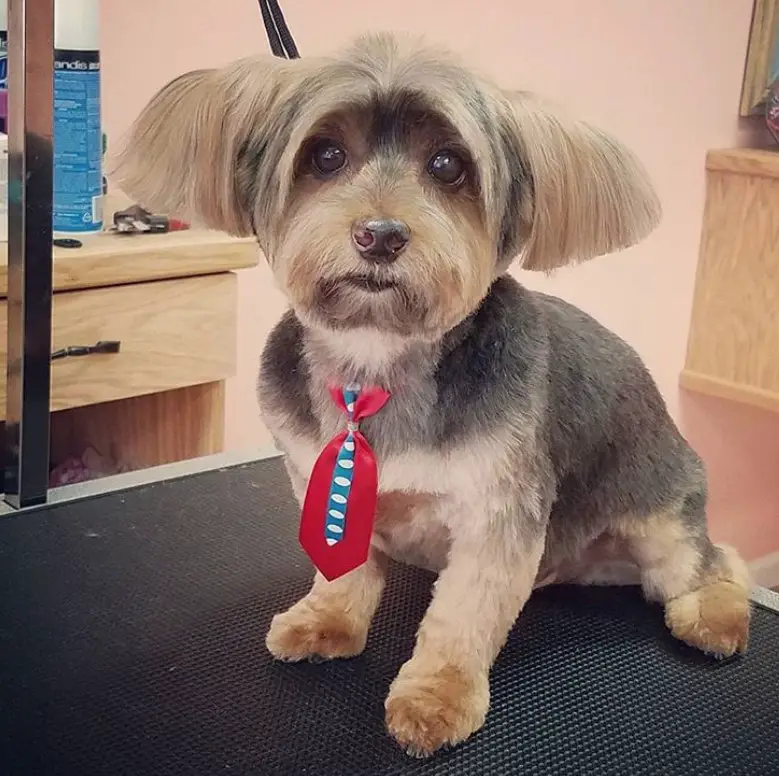 A yorkie wearing a necktie with a haircut in short bob cut and its body's hair is cut short