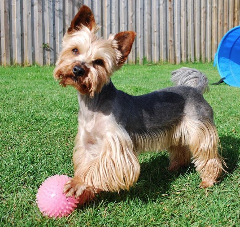 Yorkie haircut in closely shaved hair at the back and medium cut silky hair on its belly, legs, and tails.