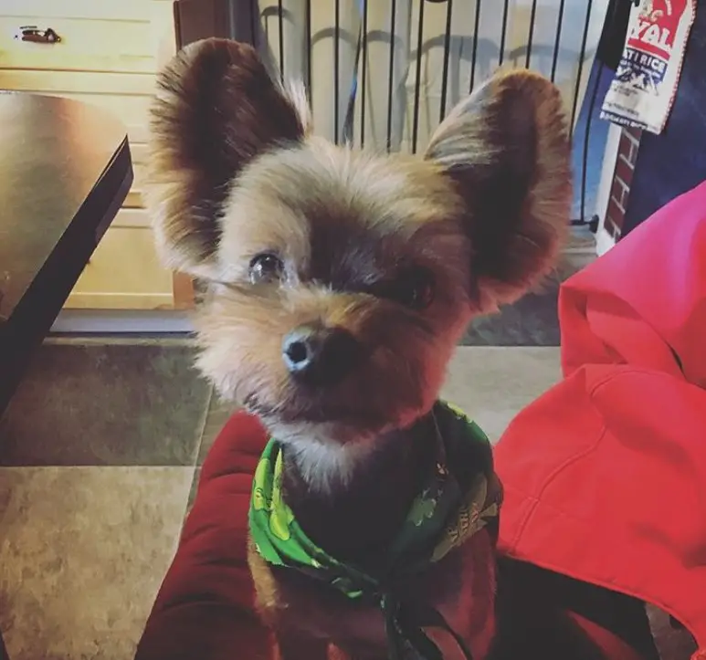 brown yorkie with big ears and hair cut short