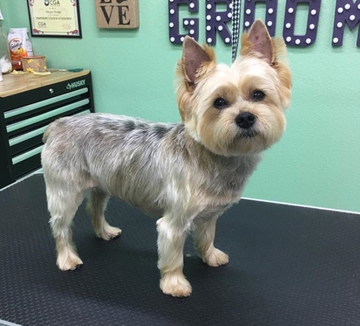 Yorkie fresh from a haircut with its hair trimmed short