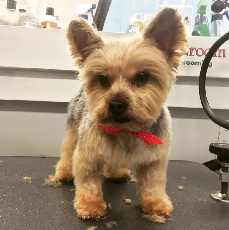 A cute yorkie in its red ribbon necktie and trimmed hair