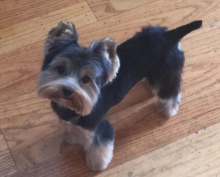 yorkie in a hair cut with face shaped in square