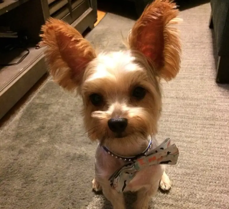 Yorkie with fabulous big ears