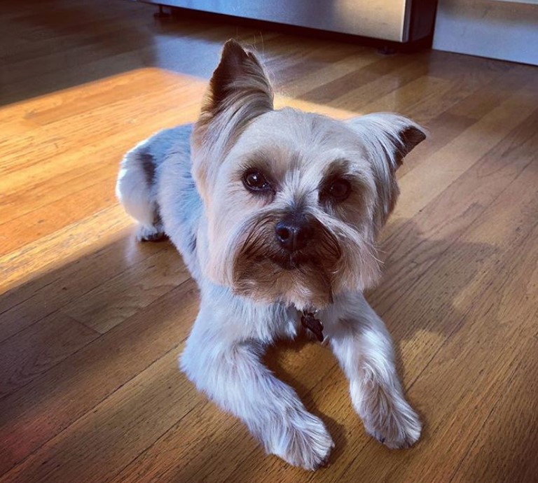 White Yorkie resting on a floor with long hair on its face while the hair on body is cut short