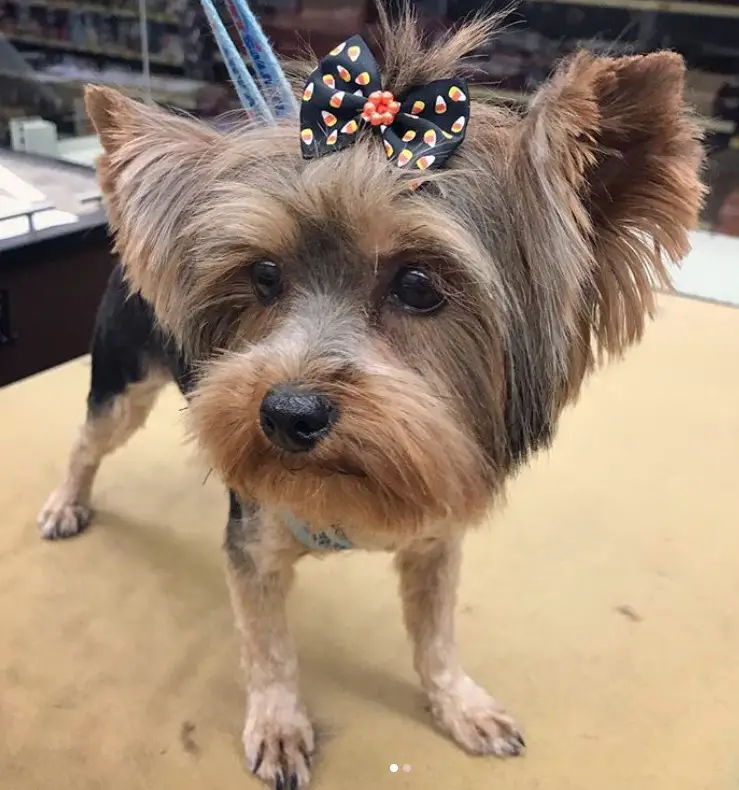 Yorkie with hair on its but cut short while keeping the hair on its face long