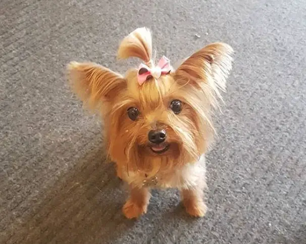 cute yorkie with a pony tail on top of its head and long hair on its ears and face