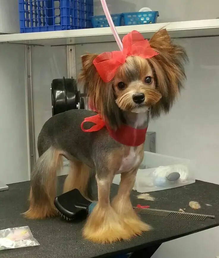 Yorkie haircut with long hair on its ears with ribbon on top of its head and closely shaved hair on its body except is hair on its feet that is kept long and straight