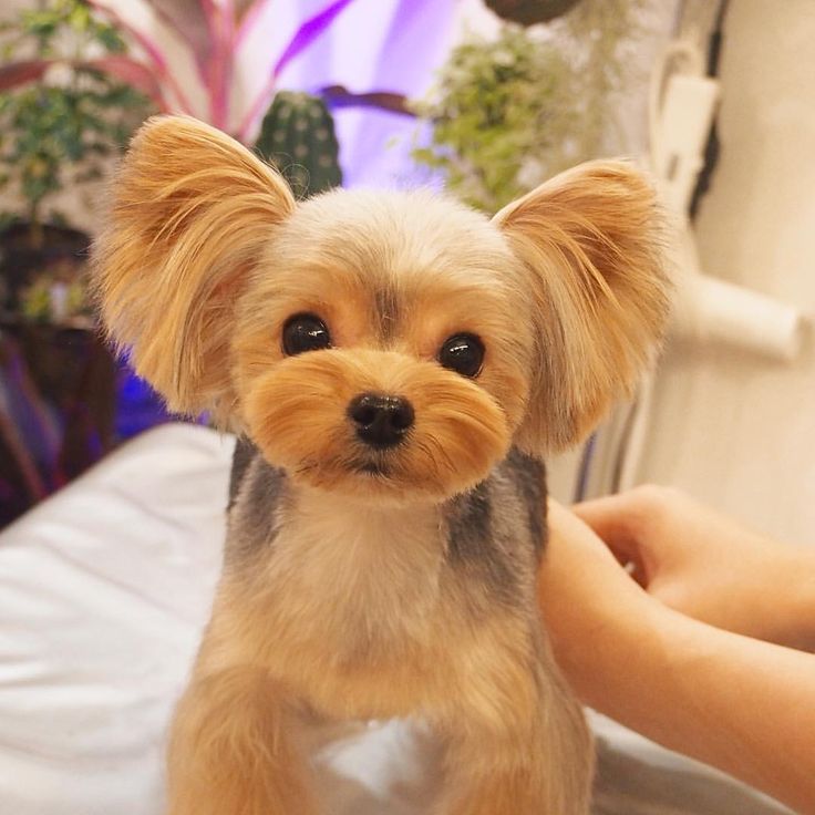 yorkie haircut with ears' hair that looks like a ribbon