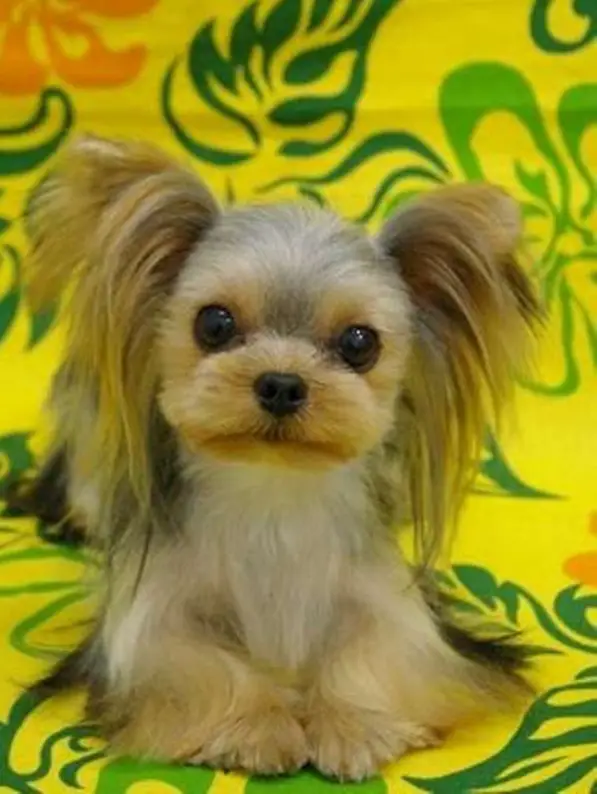 yorkie haircut with long hair on its ears and body