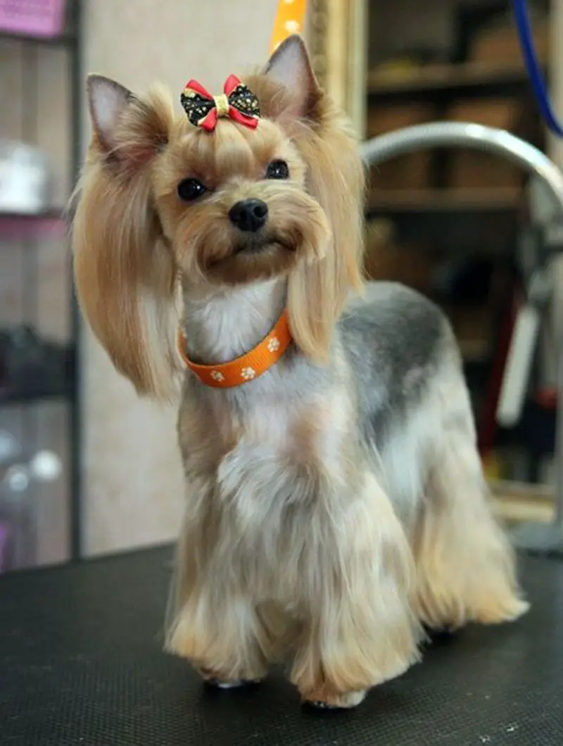 groomed yorkie with its hairs kept long enough to the ground, ears with long hair and a short mustache