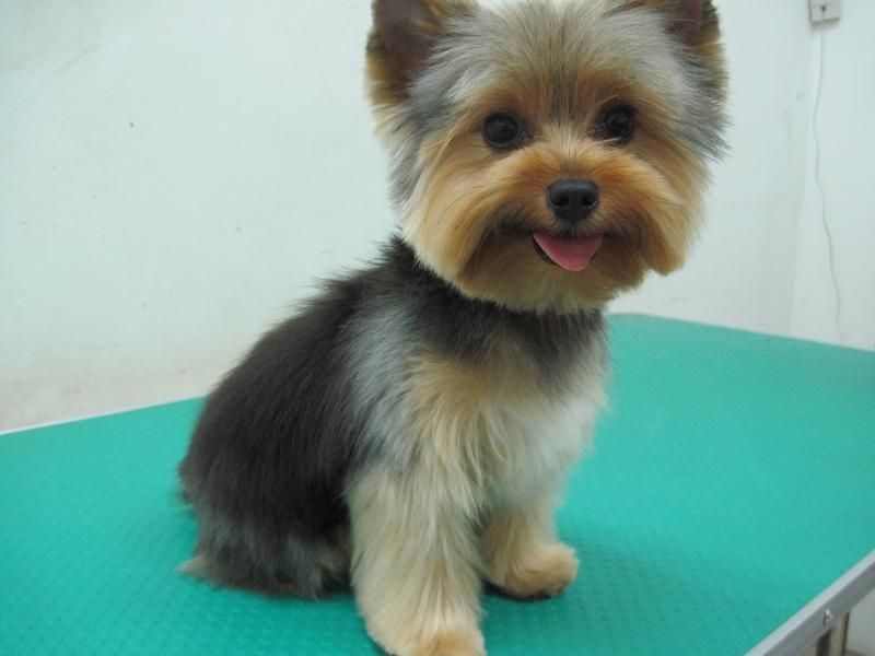 cute yorkie with its tongue out, its hair is cut in medium length and its face is cut into a circle shape