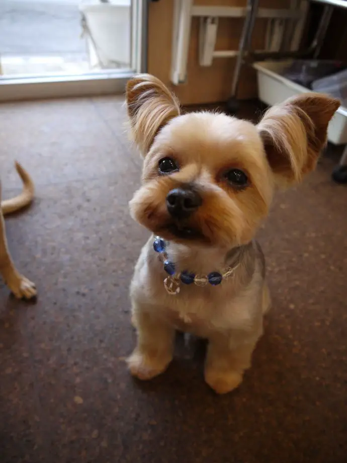 yorkie puppy with long hair on its ears while the rest of the body's hair is cut short