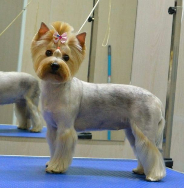 Yorkie fresh from a haircut with long and straight hair on its legs and face while its body's hair is cut clean