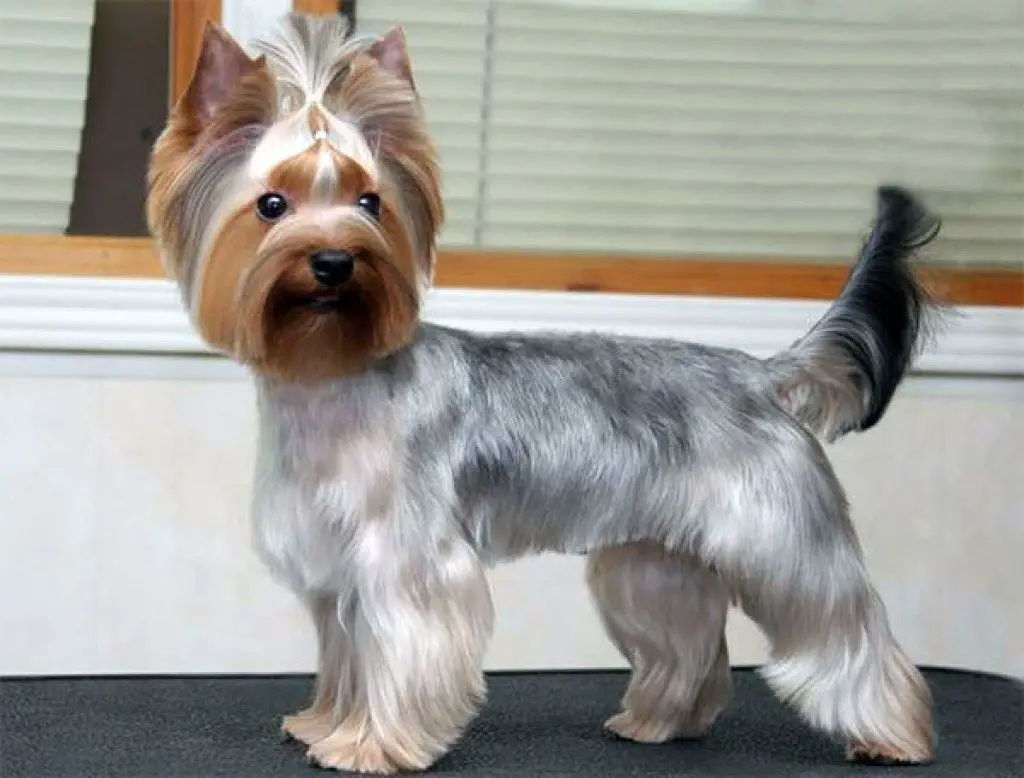 standing yorkie with a straight fur and beautiful layers of color, its hair is trimmed and brushed, and the pony tail on top of its head