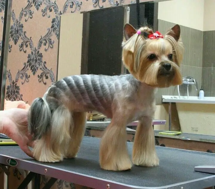 a yorkie in Lion cut with a shaved pattern on its back
