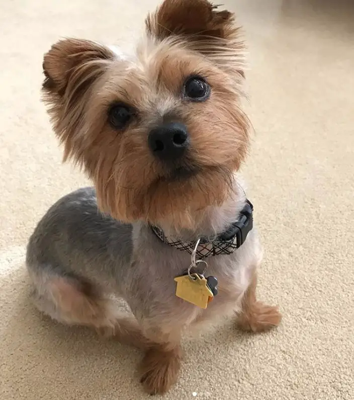 yorkie haircut with its hair on its face cut in medium length while its body's hair is cut short