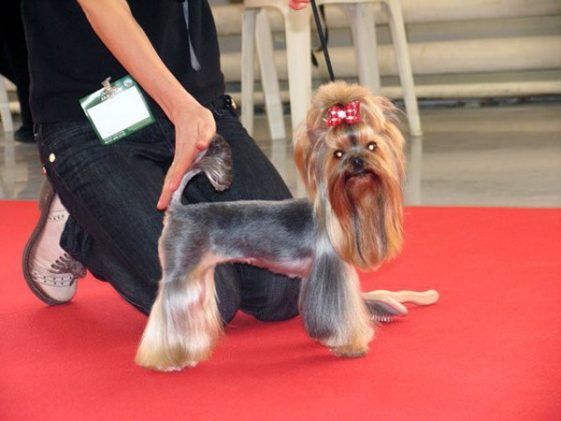 Yorkie in the dog show with a Lion hair cut and the hair on its chin is in long oval shape