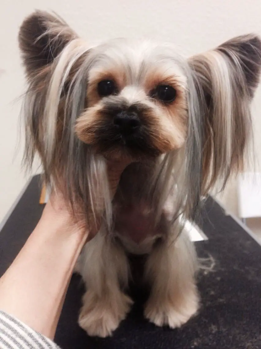 holding the face of a yorkie with long straight hair on its ears