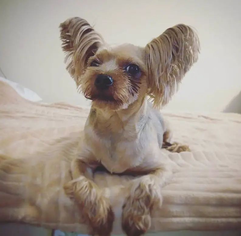 Yorkie with big ears that has long silky hair while the rest of its body is cut short leaving its paws' hair long