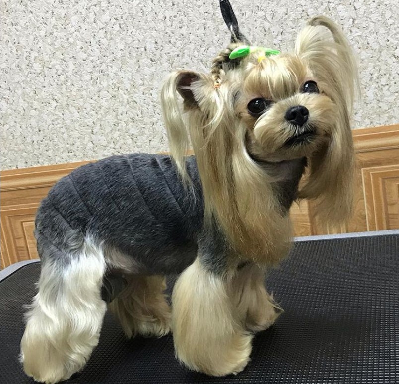 Yorkie with a pony tail and braided hair on top of its head, its back is shaved in pattern while keeping the hair on its legs long and soft