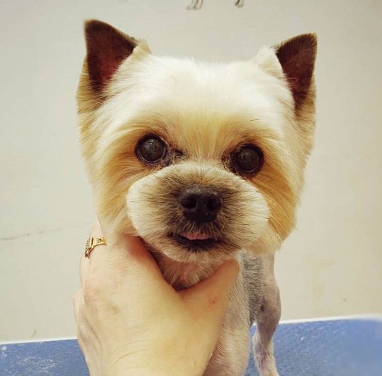 yorkie puppy with simple and soft haircut making it look like a toy