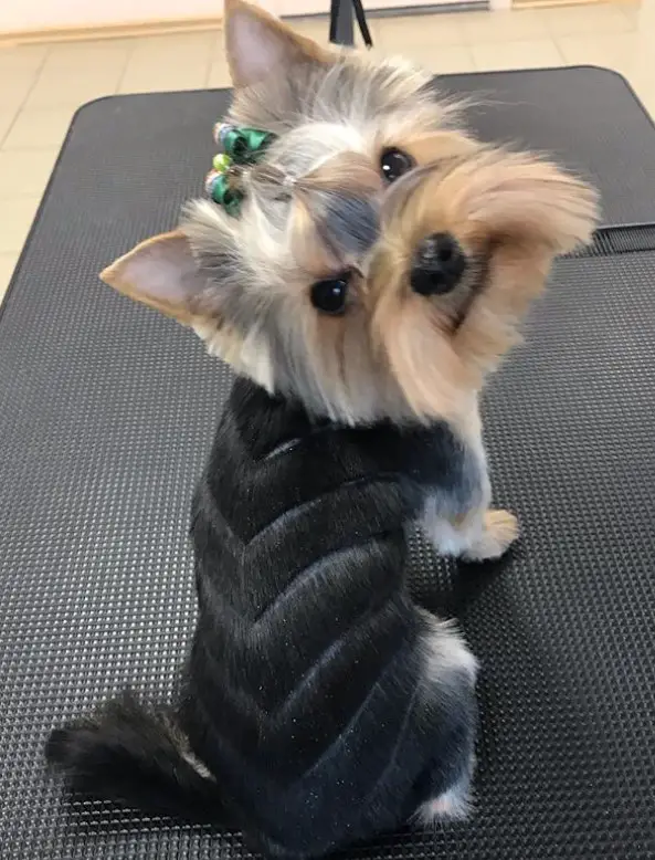Yorkie haircut with a shaved pattern on its back