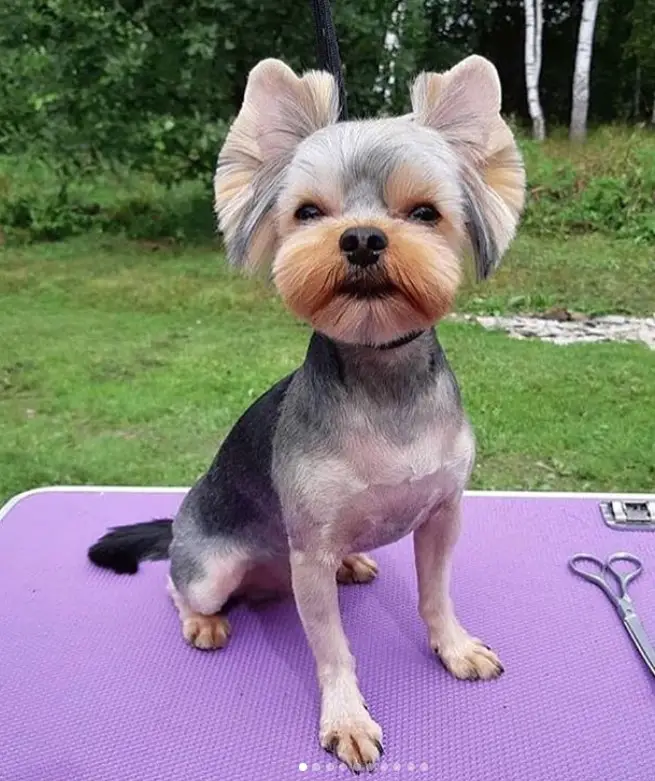 Yorkie haircut involves closely shaved hair on its body while keeping the hair on its face long