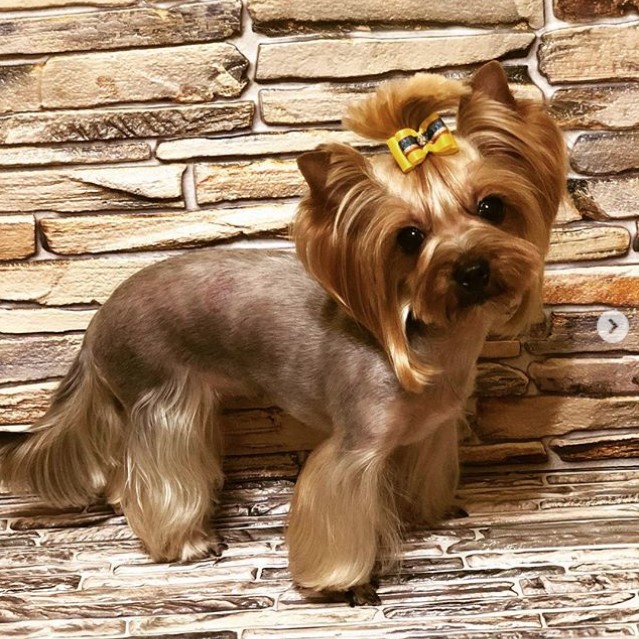 Yorkie with a long shiny hair from its ears to its eyes while the rest of its body's hair is cut short except its tails and legs which are kept long and shiny