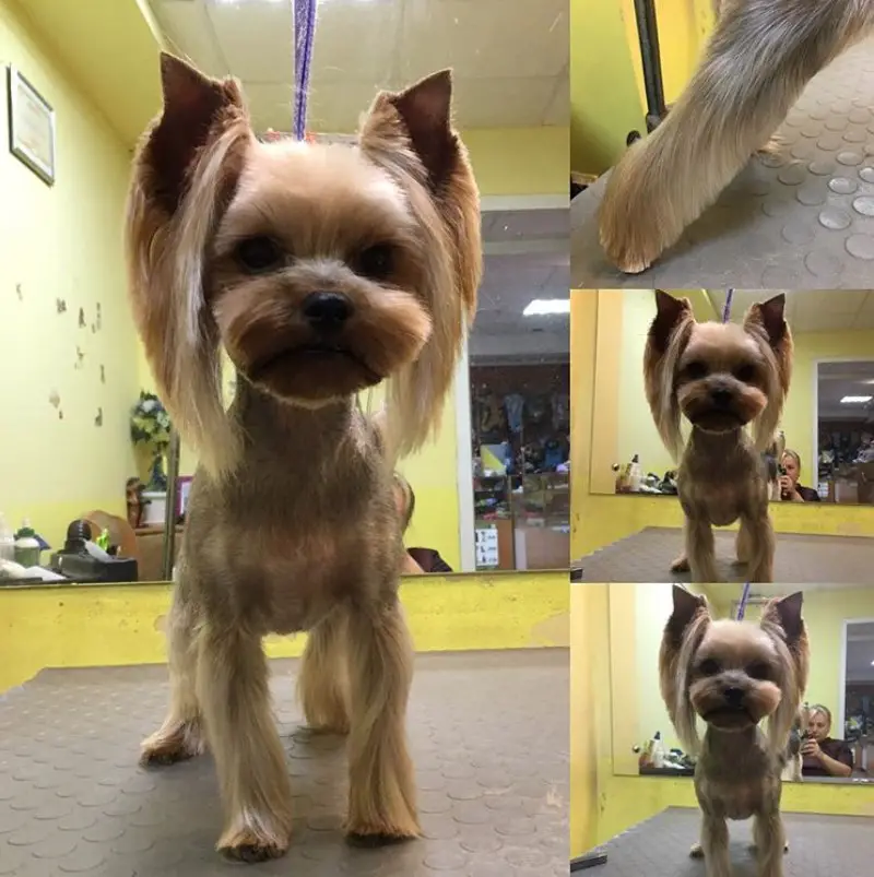 Yorkie with long hair on the side of its ears, closely shaved hair on the body and long hairs on its legs just enough to show its paws