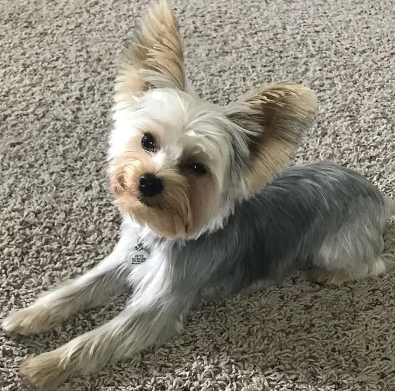 Yorkie with a simple medium length haircut lying on the carpet