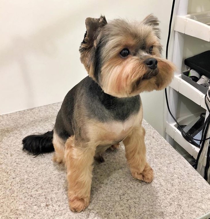 Yorkie with a closely shaved hair on body while keeping its hair on its face and legs long