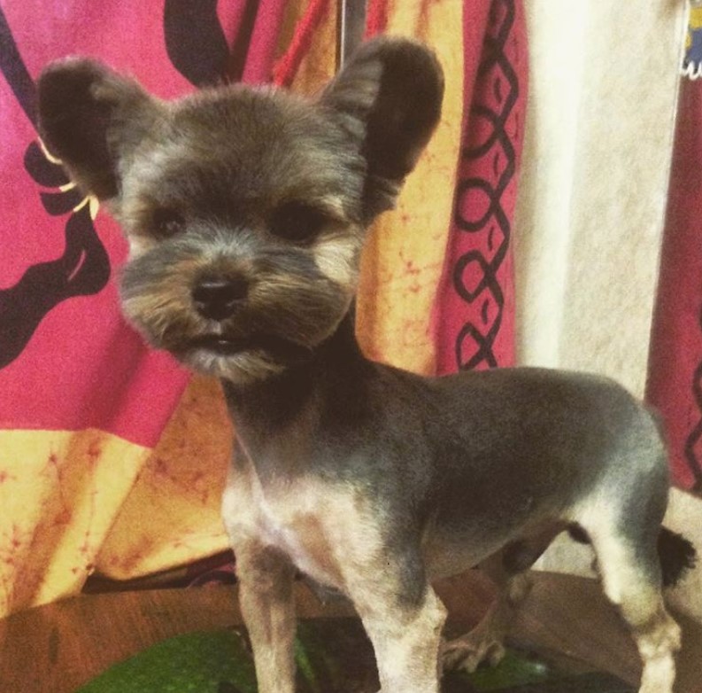 Yorkie in a fresh and clean haircut