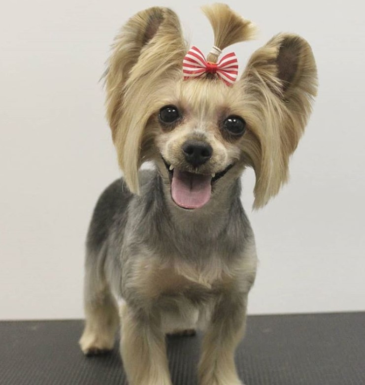 Yorkie with a ribbon pony tail on top of its head and medium on its ears while its body's hair is cut short