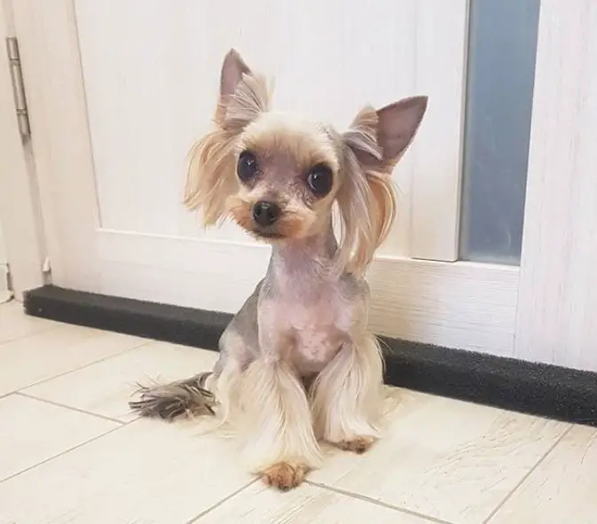 cute sitting Yorkie on the floor with pointed ears and long hair just below her ears and short hair on top of it, the rest of the body is closely shaved while leaving the hair on its legs long and soft